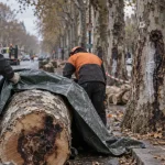 À Avignon, 60 platanes abattus cet automne contre le chancre coloré