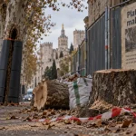 Avignon : la Ville explique l’abattage des platanes malades